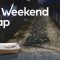 The Weekend Wrap